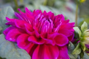 Beautiful Blooming Pink Dahlia Flower in the Garden Tree Close-up focus photo