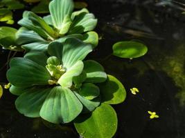 Water lettuce, Aquatic plant on a clear water. Nature environment background image. Greenery on water pond. Outdoor summer time photo