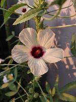 un ver de un gongura semillas planta flor foto