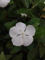 un hermosa ver de un Madagascar bígaro flor planta foto