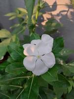 un hermosa ver de un Madagascar bígaro flor planta foto