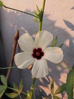 un ver de un gongura semillas planta flor foto