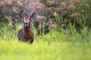 Red deer in the wild photo