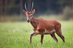 Red deer in the wild photo