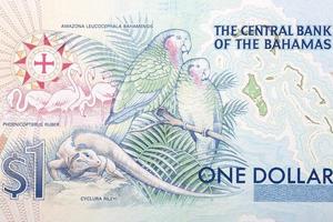 Parrots and lizard from Bahamian money photo