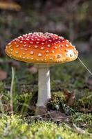 Amanita muscaria in the forest photo