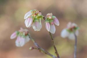 The blooms show up before the leaves on a blueberry plant, brightening the spring garden. photo