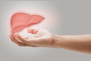 Man holding liver illustration against gray wall background. Concept with mental health protection and care. photo