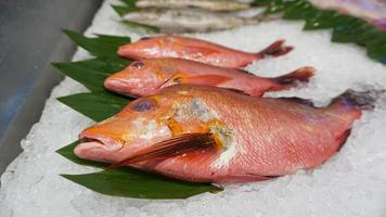 Northern red snapper fish on ice cubes. photo