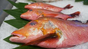 Northern red snapper fish on ice cubes. photo