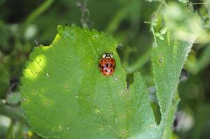 Ladybug stopped on a leaf which has been almost eaten photo