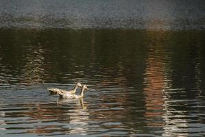 Two ducks swimming in sync photo