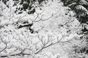 nieve cubierta árbol ramas y creando interesante patrones foto