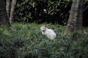 Orange and white stray cat was trying to get food from people but was cautious in the meantime photo