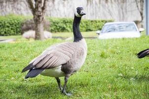 Goose making the community grassland its home photo