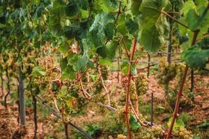 blanco vino uvas en viñedo en día hora foto