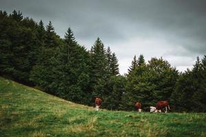 Cows enjoying the grass in the Alps photo