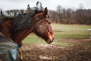 Brown horse standing in mud covered with a blanket to keep warm during winter, trees in background photo