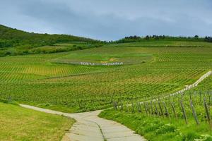 Historical vineyards in Tokaj photo