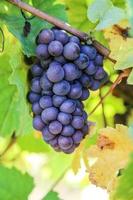 Grape bunch ripening photo