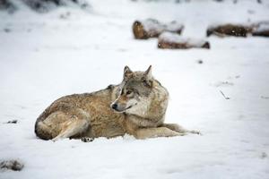 gris lobo en el nieve foto