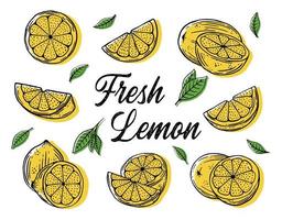 Hand drawn lime or lemon vector template