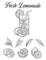 Vintage lemonade sketch or Vector hand drawn illustration vector