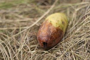 Rotten mango on mango tree. Mango damage by friut fly photo