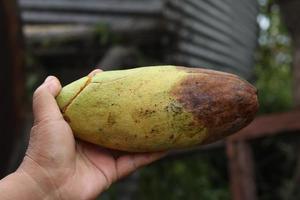 hand holding rotten mango. rotten mango photo