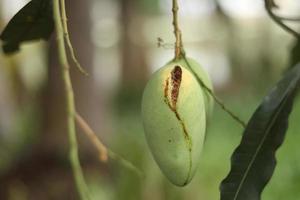 Rotten mango on mango tree. Mango damage by friut fly photo