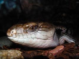 Merauke blue tongue skink close up, shot through glass photo