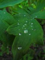 dew drops on a green leaf in spring photo