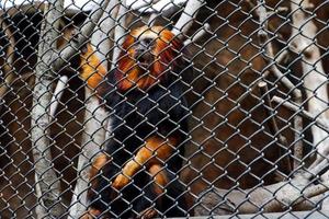selectivo atención de el dorado mono desaire nariz colgado en su jaula. foto
