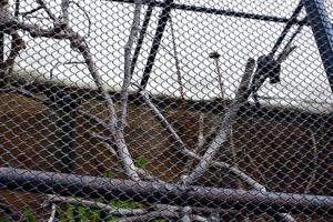 Selective focus of iron cages for the habitat of wild animals. photo