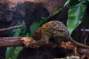 Selective focus of pygmy marmoset dangling in its cage. photo