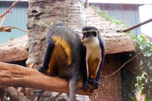 Selective focus of wolf's mona monkey dangling in his cage. photo