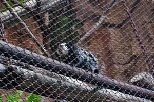 Selective focus of white tufted ear marmosets hanging in its cage. photo