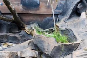 Selective focus of green iguanas that are in their cages. photo