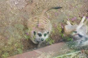 selectivo atención de suricata ese es en su jaula. foto
