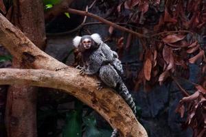 Selective focus of a marmoset monkey that is dangling by holding its child on its back. photo