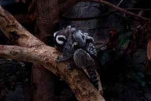 Selective focus of a marmoset monkey that is dangling by holding its child on its back. photo