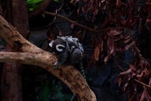 Selective focus of a marmoset monkey that is dangling by holding its child on its back. photo