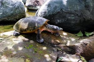 Selective focus of the turtle sitting on the rocks while basking in the sun. photo