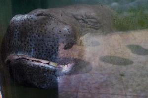 Selective focus of hippos sleeping while soaking. photo