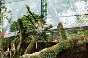 Selective focus of proboscis monkeys dangling in trees. photo