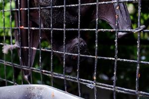 Selective focus of bats sleeping near the iron of their cages. photo