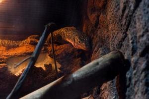 Selective focus of monitor lizards perched in a dark cage illuminated with lights. photo