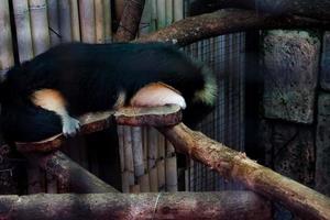 Selective focus of sleeping skunks on a tree. photo