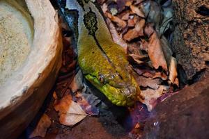 Selective focus of the head of the flower python with a dark cage illuminated with lights. photo