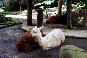 Selective focus of huacaya alpaca that is sitting in its cage. photo